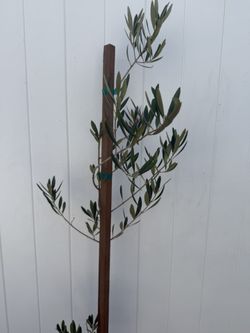 Olive Tree 5 Ft