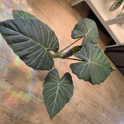 Alocasia Regal #01 Live Plant