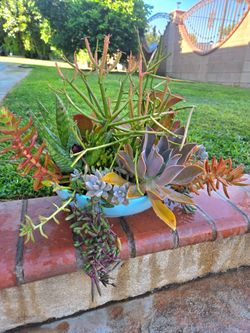 Decoration Suculents Plants Mix