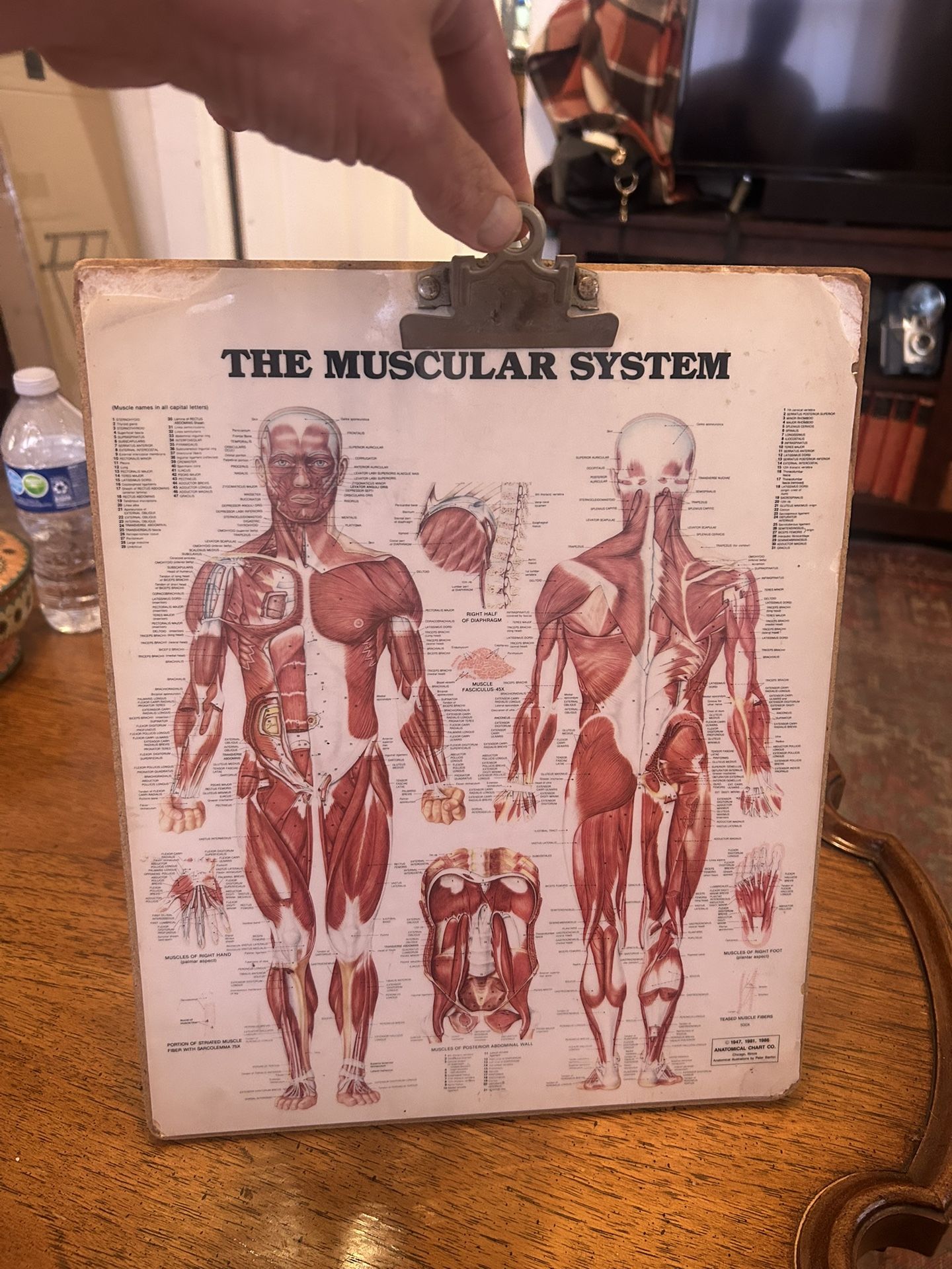 Flex your picking muscles; Vintage Doctor’s Clipboard w/Laminated Anatomical Chart: