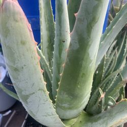 Big  5 Gallon Aloe Vera Plant.