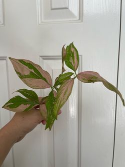 Pink Syngonium plant CUTTING
