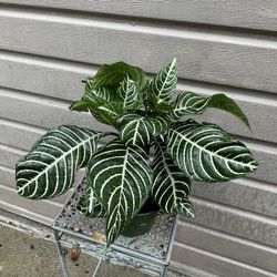 6” Zebra Plant