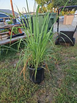 Lemongrass