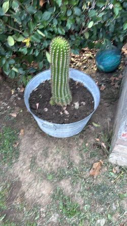 Cactus