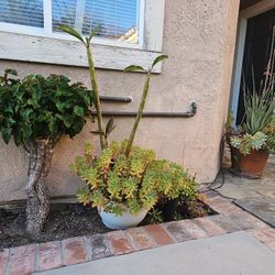 Plumaria 2 In 1 Grafted 