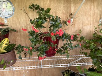 Flaming Mating potted Plant Flowers Live