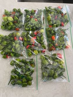 Aji cachucha