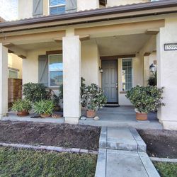 Plants 175obo Need Them Gone Asap