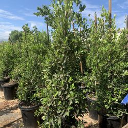 Indian Laurel Columns, Ficus nitida ‘Columns’ , Ficus tree, shade or Hedge and privacy 15gal Size
