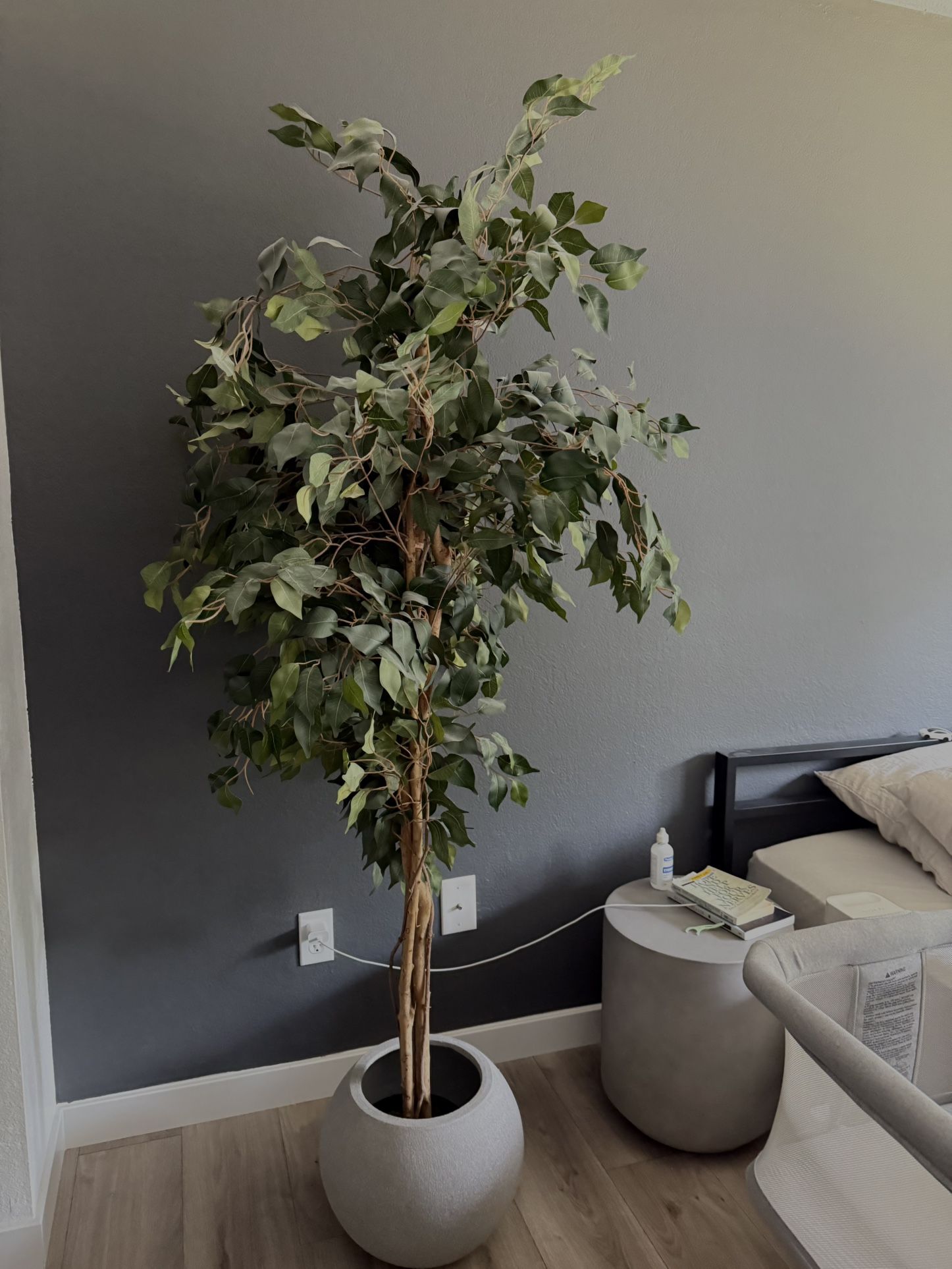 Beautiful 6ft Ficus Tree