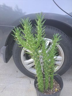 Cactus