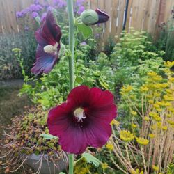 Hollyhock Flower Plant 