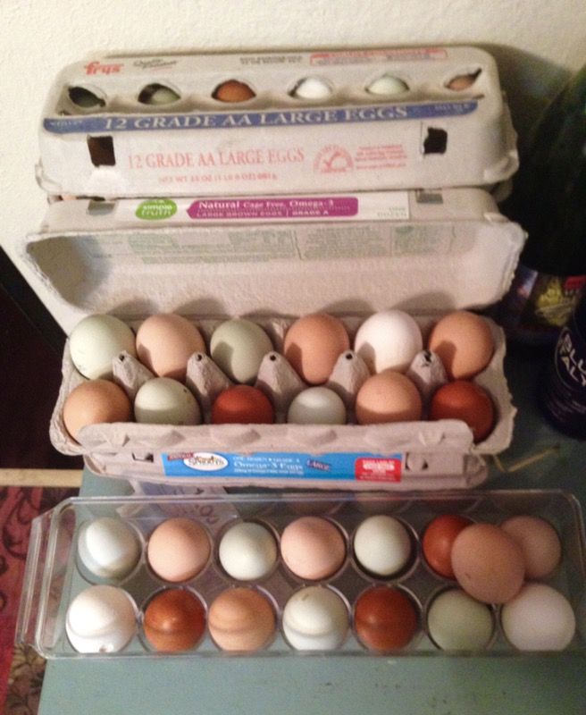Eggs organic free range