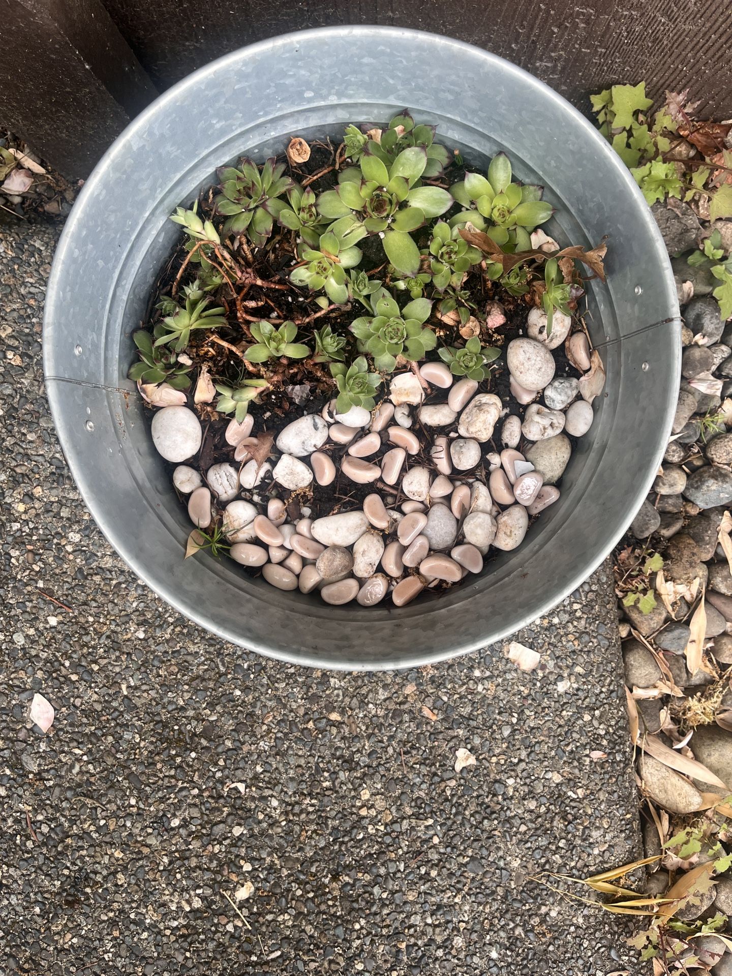 Hens And Chicks Succulents