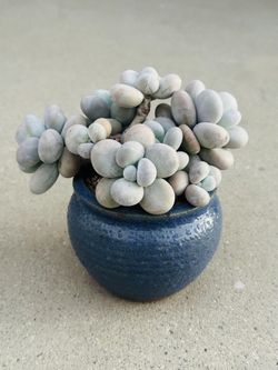 Succulents plants 🪴 