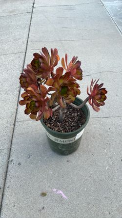 Tree Aeonium 5 Gallon 