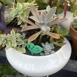 Lots Of Succulent Planters