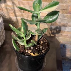 Variegated  Jade Plant In 4 Inches  Nursery Pot