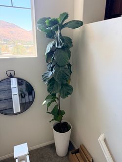 Beautiful Resilient Real Live 8’6” feet tall Fiddle Leaf Fig Plant Tree With Large White Pot