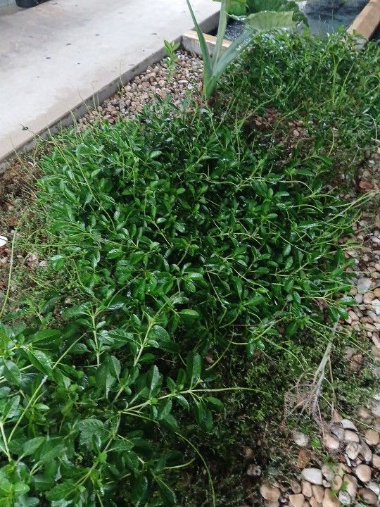 Verbena , VERVAIN Plant With Root