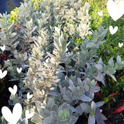 Silver Buttonwood Privacy Hedge Plants 3gl $6🌿🌿🌿