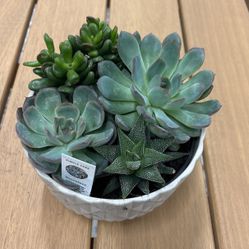 Succulents In Nice Pot 