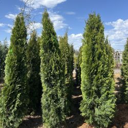6-7’ Emerald Green Arborvitaes