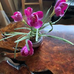 Beautiful Purple Plant In Lavendar Pot