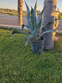 Blue Agave