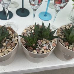 Set Of 3 Succulents In A Ceramic Pot For $10 For 3