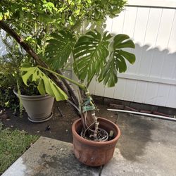 Big Potted Monstera 