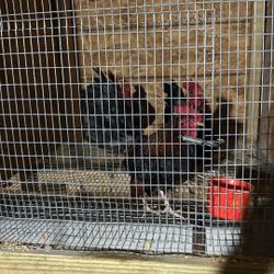 Vendo Jaula 