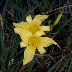 Daylily Plant