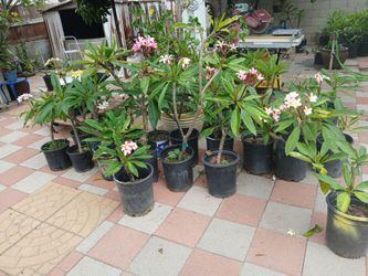 Plumerias