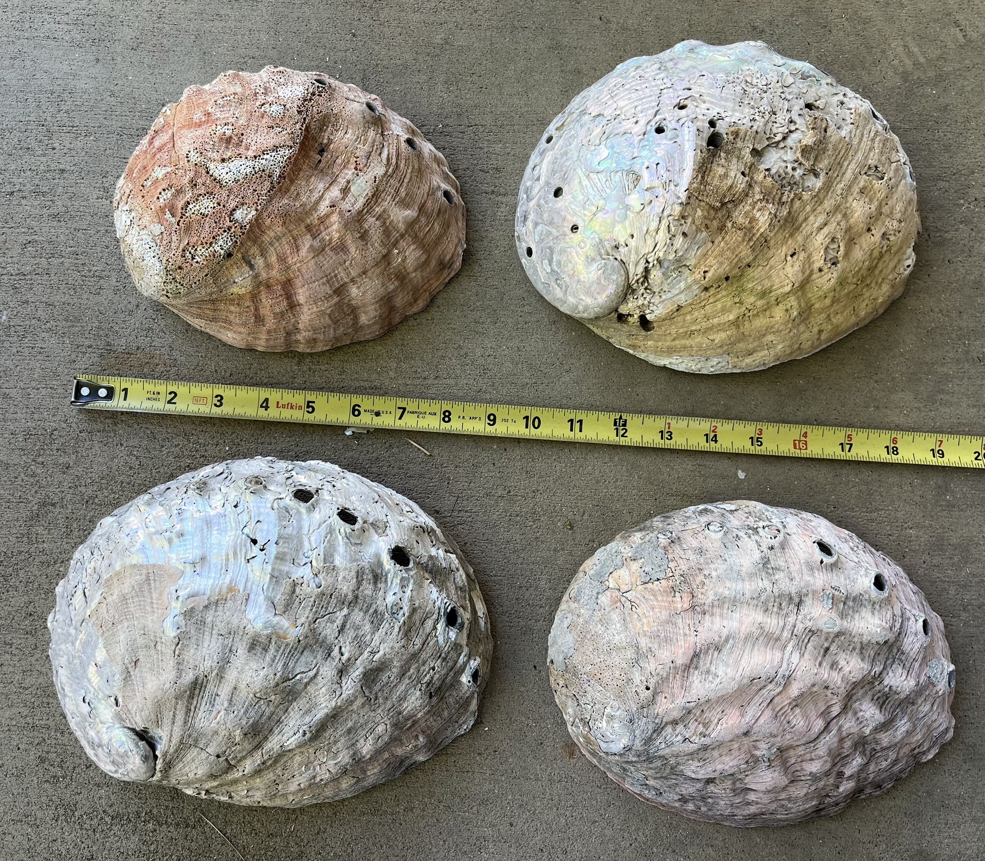 Abalone Shells
