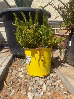 Ferns
