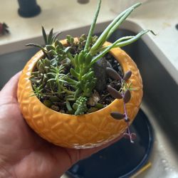Succulent Arrangement $5. Cheap Plants with Pots