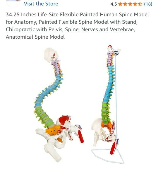 34.25in Life Size Human Spine Model Anatomy Flexible Chiropractic Pelvis Nerves Vertebrae Anatomical Spinal Student Medical