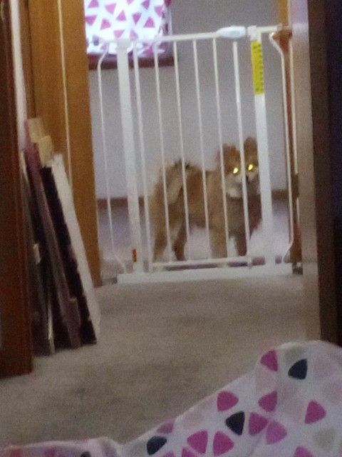 Child Gate