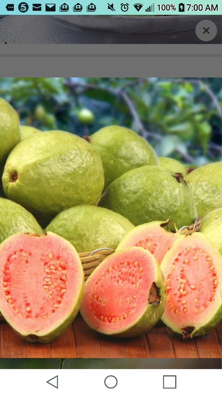 Thai Pink Guava Starter Plant Tree 1 Gallon