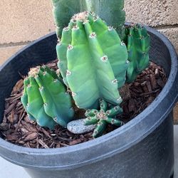 Peruvian Cactus Apple