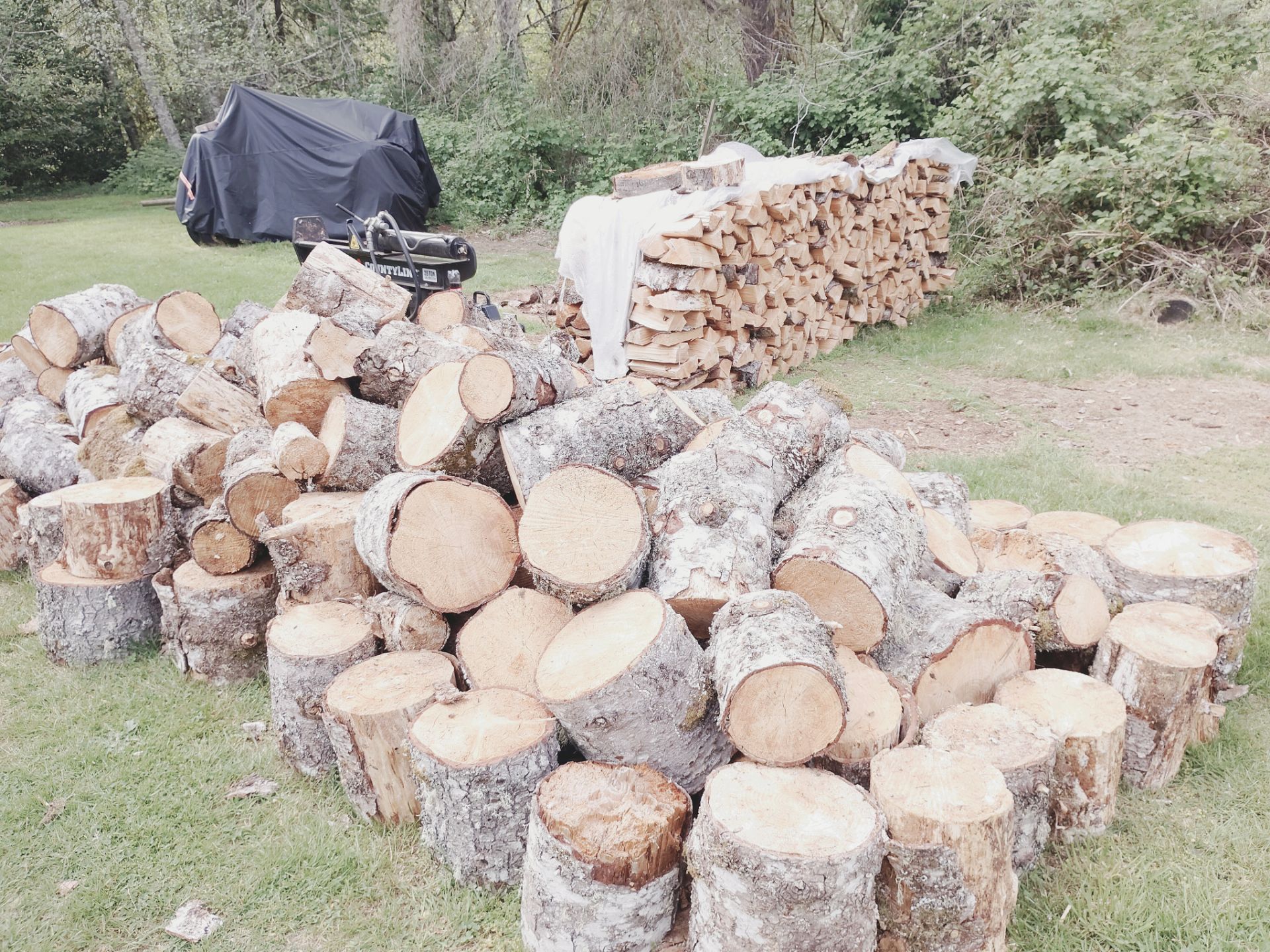 Nobel fir fire wood