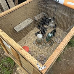 Chick Brooder
