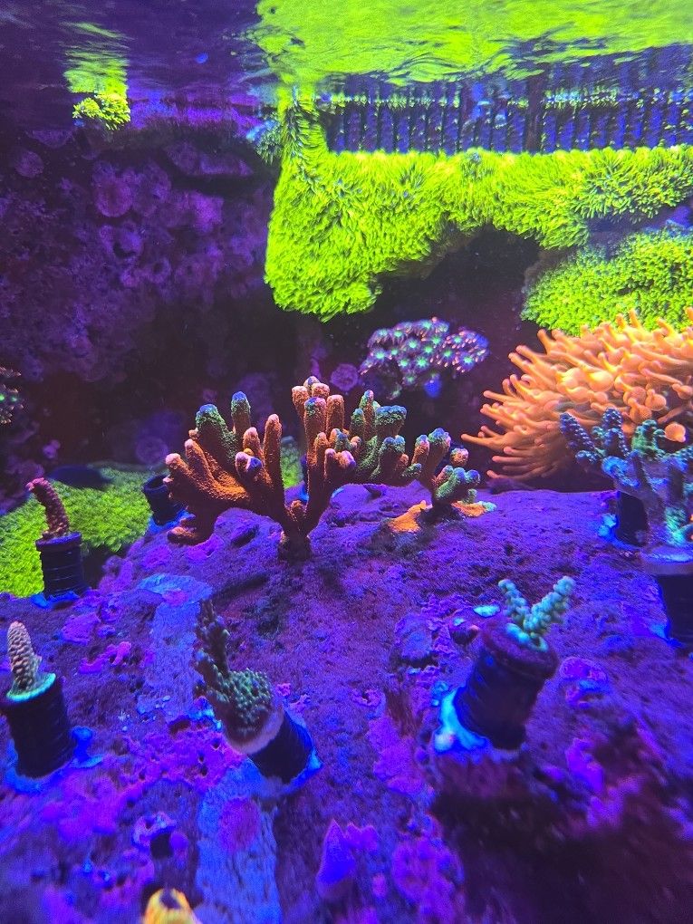 Fake Coral Wwc Grafted Digitata