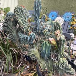 Large Crested Cactus - Cereus Peruvianas Crestata