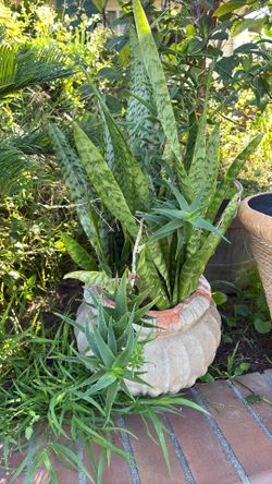 Snake Plant 