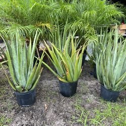 Aloe Vera In 3 gls Pot . SPECIAL PRICE