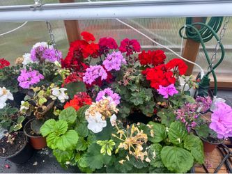 Geraniums, Coleus, dahlias, hibiscus & more