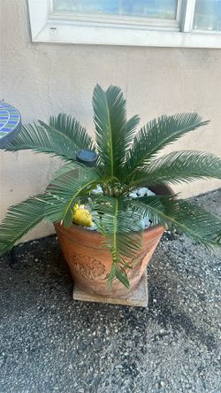 Palma